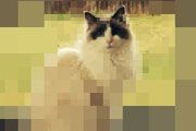 Repixel Find A Cat 